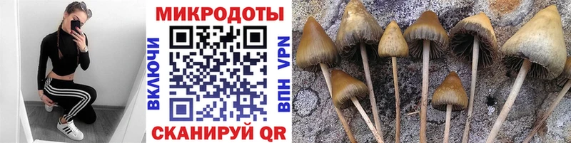 купить наркотики цена  Черногорск  Галлюциногенные грибы прущие грибы 